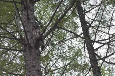 [组图]乌林枭爸爸