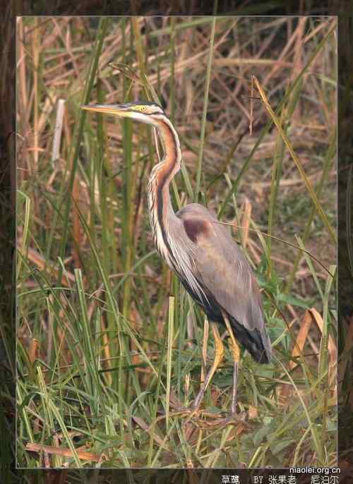 [组图]尼泊尔鸟类奇旺国家公园