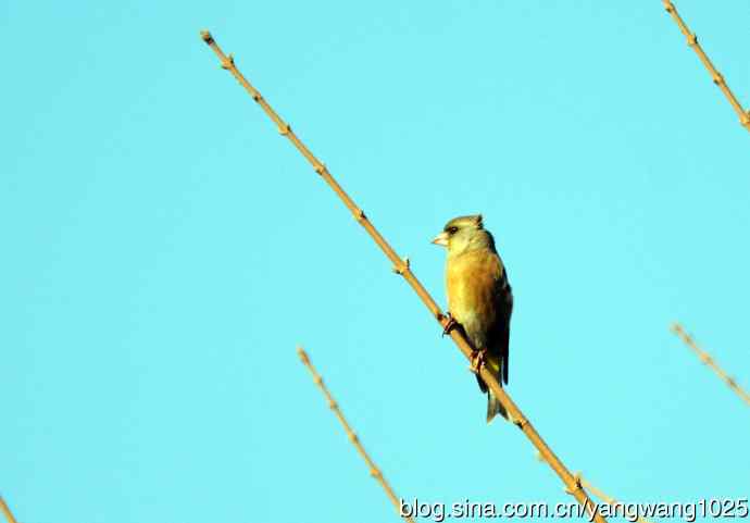 期盼（随拍金翅鸟）