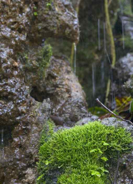 文殊院鸟儿快乐饮水