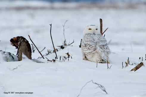 乌林鸮居住的环境
