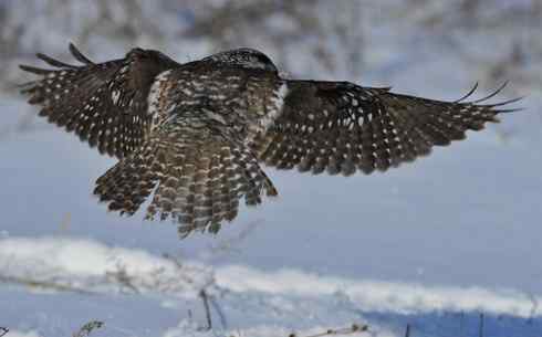 明锐异常的大庆猛鸮