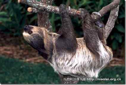 美洲动物 美洲动物