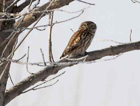 纵纹腹小鸮 VS 猛鸮 纵纹腹小鸮 VS 猛鸮