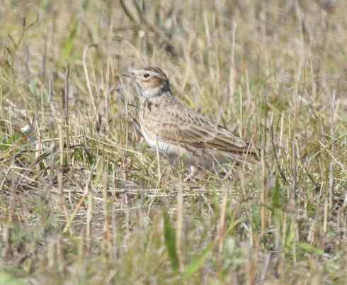 林甸草原上的阿穆尔隼 林甸草原上的阿穆尔隼
