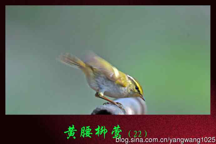 北京天坛公园的鸟类——黄腰柳莺（22）