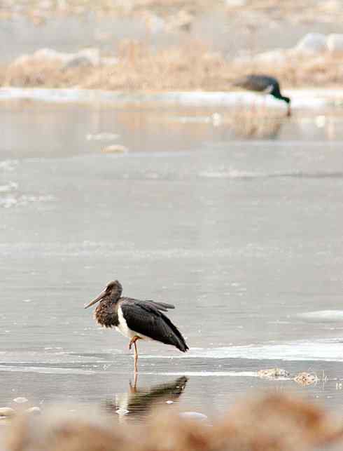 五百分之八的黑鹳