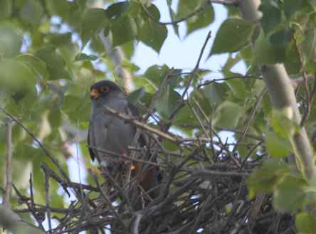 “猛张飞”阿穆尔隼