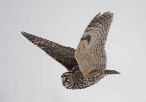 长耳鸮组图欣赏