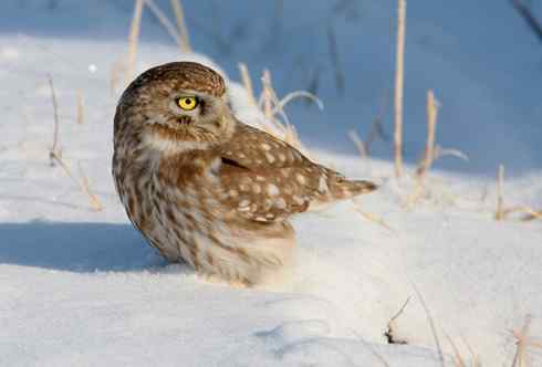 纵纹腹小鸮 VS 猛鸮 纵纹腹小鸮 VS 猛鸮