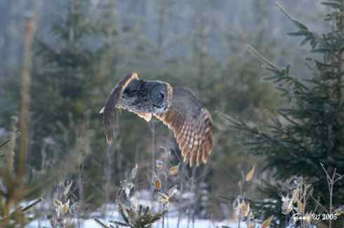 图说乌林鸮的消音器