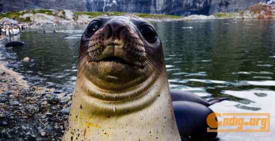 [组图]沃尔夫(Wolfe)动物摄影艺术精选