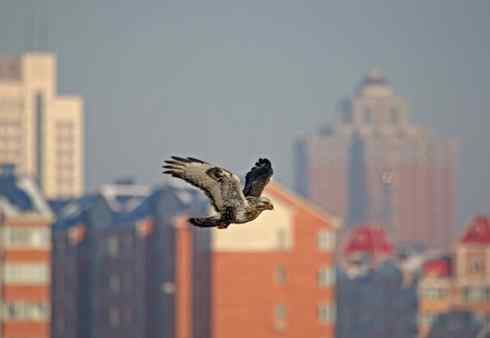 观鸟摄影之趣——人与鵟