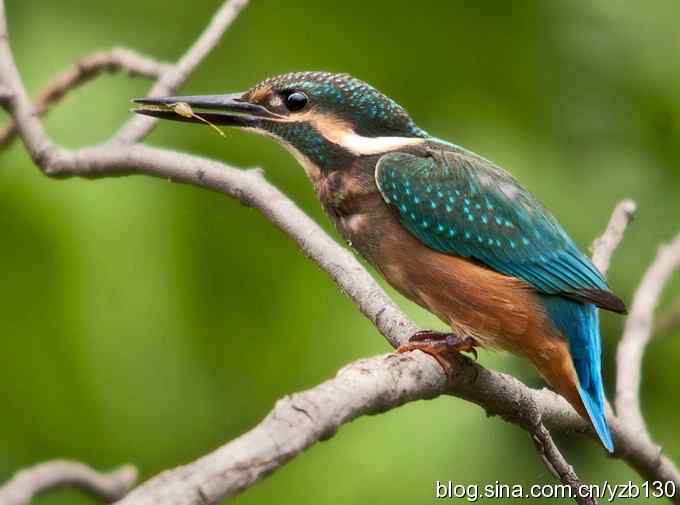 小翠吃虾（组图，16张图片）