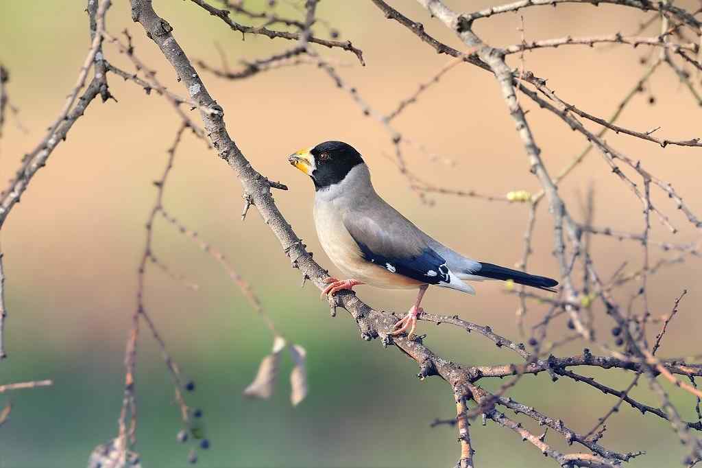 户外鸟叫声有益健康