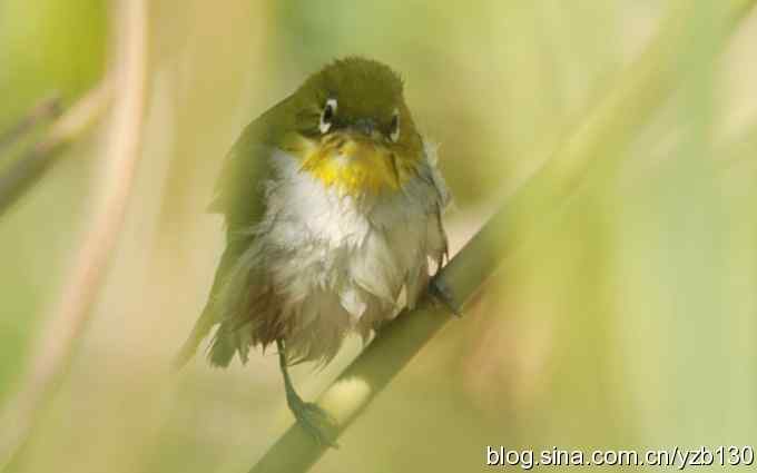 第一次遇到绣眼鸟（组图）
