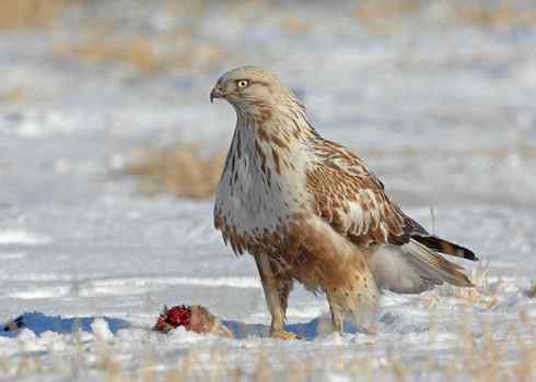 2008，鵟野之冬电视连续剧