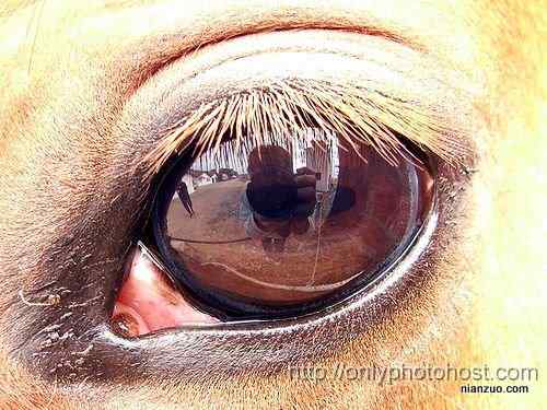 [组图]欣赏动物的眼睛