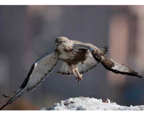 鵟的百变羽色——深棕型