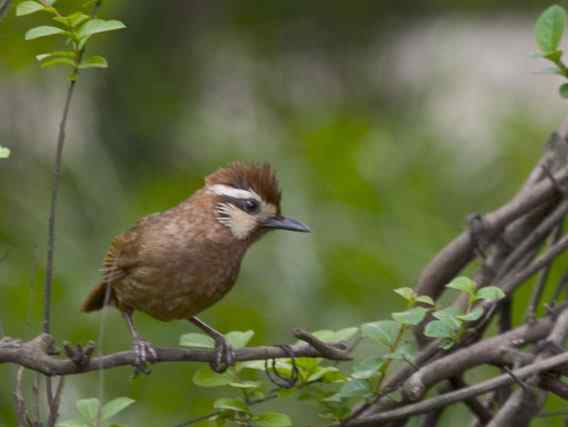 文殊院的白颊噪鹛