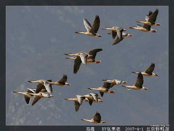 北京野鸭湖观鸟