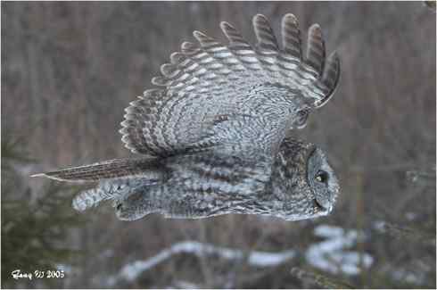 图说乌林鸮的消音器