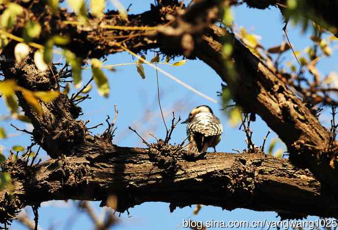 白背啄木鸟（记录版）