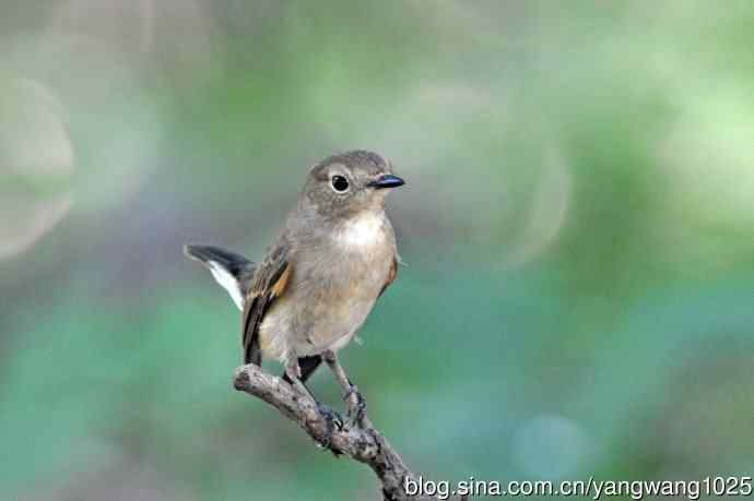 秋天的红喉姬鹟（2）