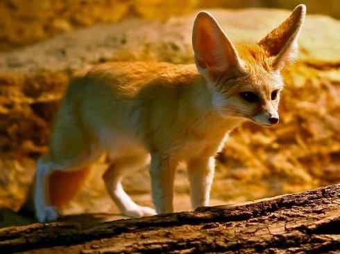 狈：传说的兽原型探秘（狐）