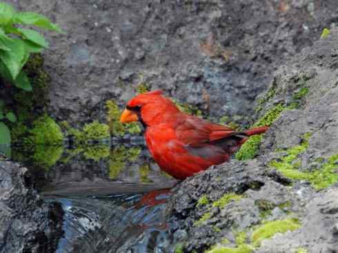 极品红色鸟类：红衣主教鸟