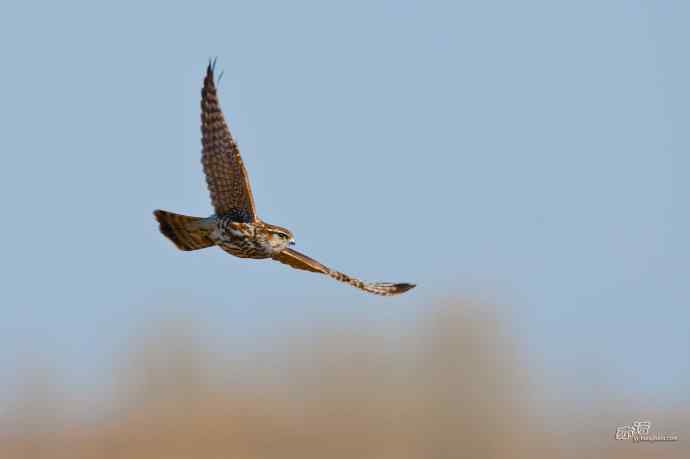 【野鸭湖的鸟】灰背隼 【野鸭湖的鸟】灰背隼