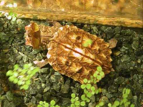 玄武：传说的兽原型探秘（玛塔龟）