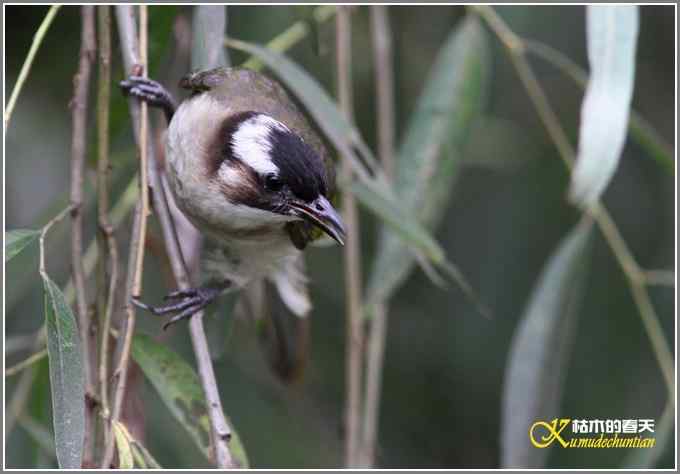 白头鹎和白颊噪鹛【照片】