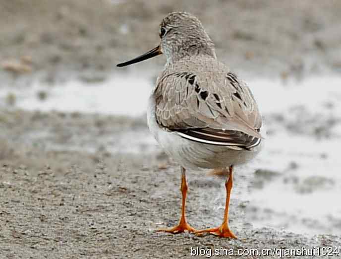 来去匆匆翘嘴鹬 来去匆匆翘嘴鹬