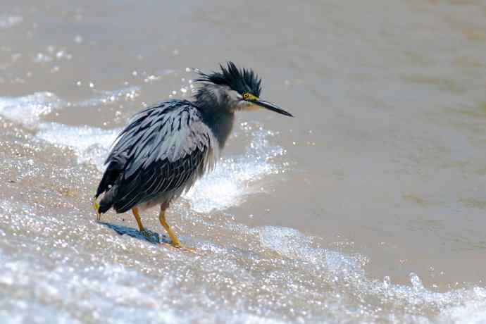 潮河渔郎绿鹭鸶☆★ 潮河渔郎绿鹭鸶☆★