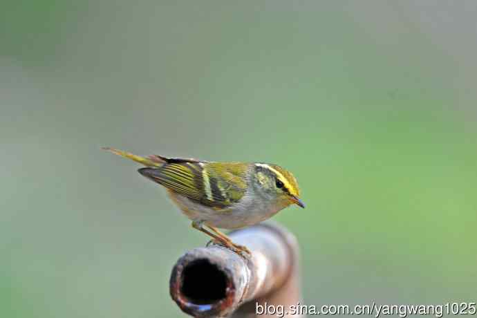 黄腰柳莺（22）