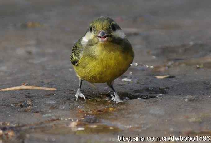 小鸟汲水图 wbrbobo打鸟歌