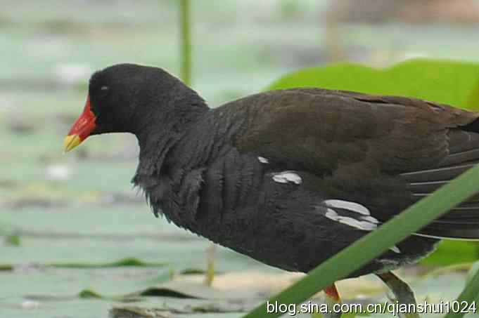 喜拍黑水鸡(奥体公园)