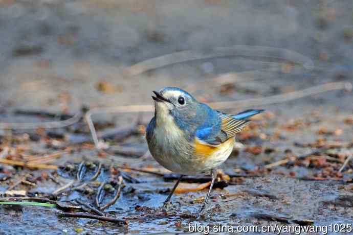 雄性红胁蓝尾鸲（22）