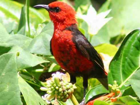 极品红色鸟类：绯红摄蜜鸟