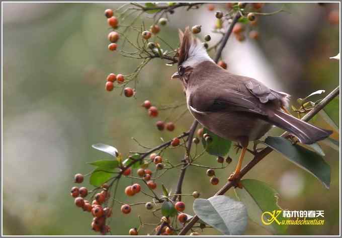 小鸟白领凤鹛【照片】
