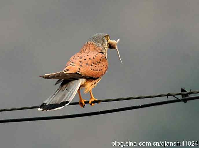 红隼的美味午餐(白河湾)