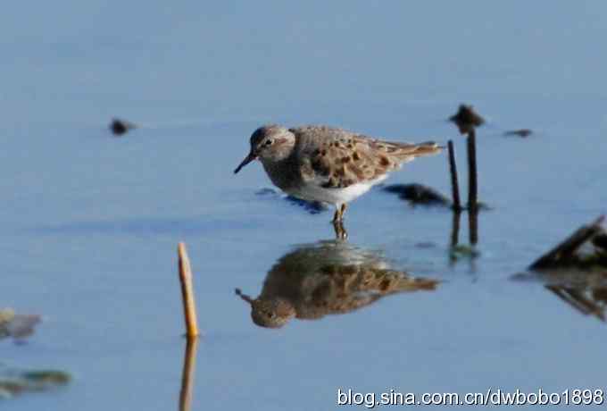 沙河云光水色鸟影