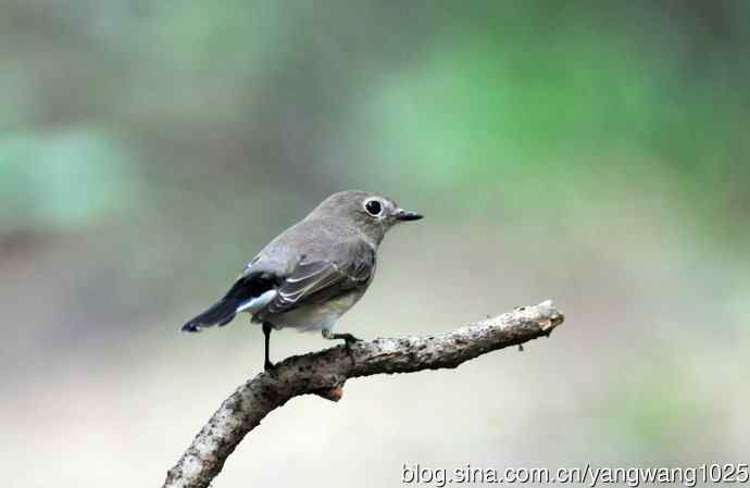 红喉姬鹟(9) 红喉姬鹟(9)