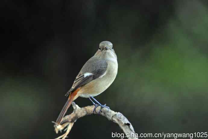 雌性北红尾鸲（秋季）