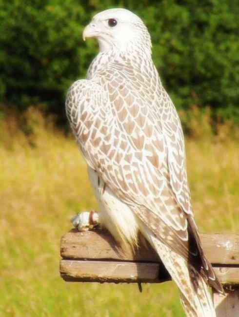 家禽驯化之源之六