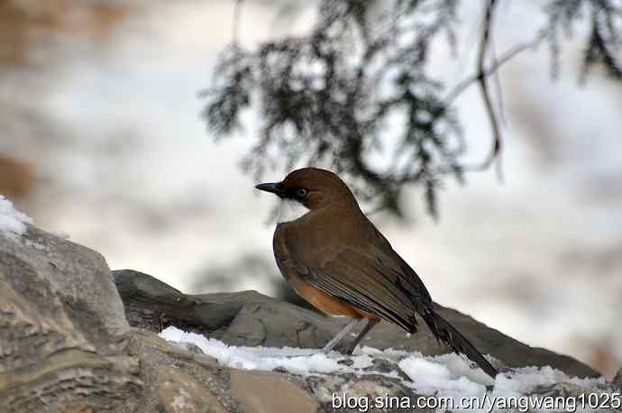 北京日坛公园的鸟类——白喉噪鹛
