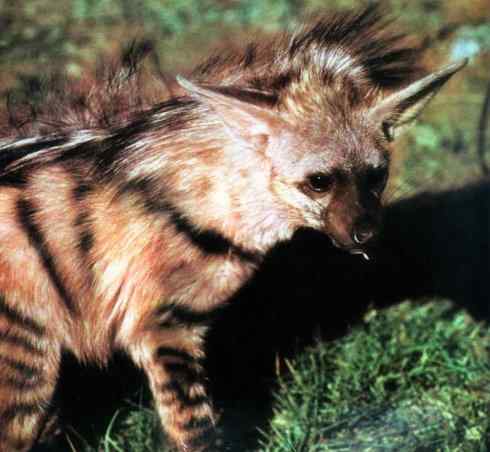 狈：传说的兽原型探秘（鬣狗）