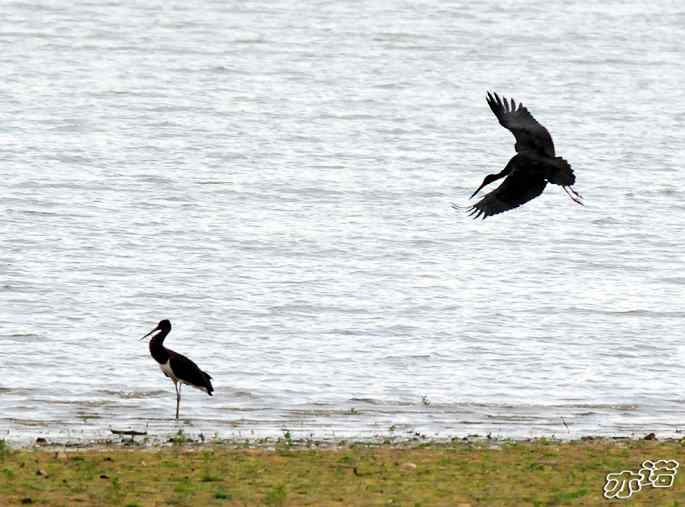 白河堡&nbsp;wbr路&nbsp;wbr路遇黑鹳