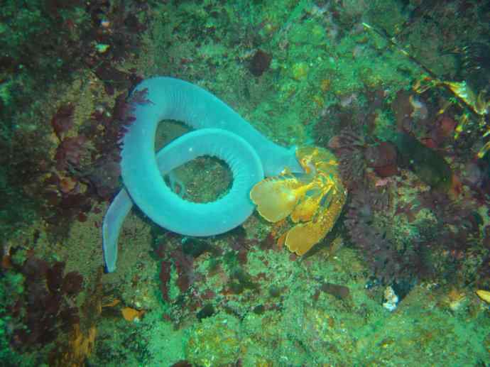 鱼类活化石：盲鳗